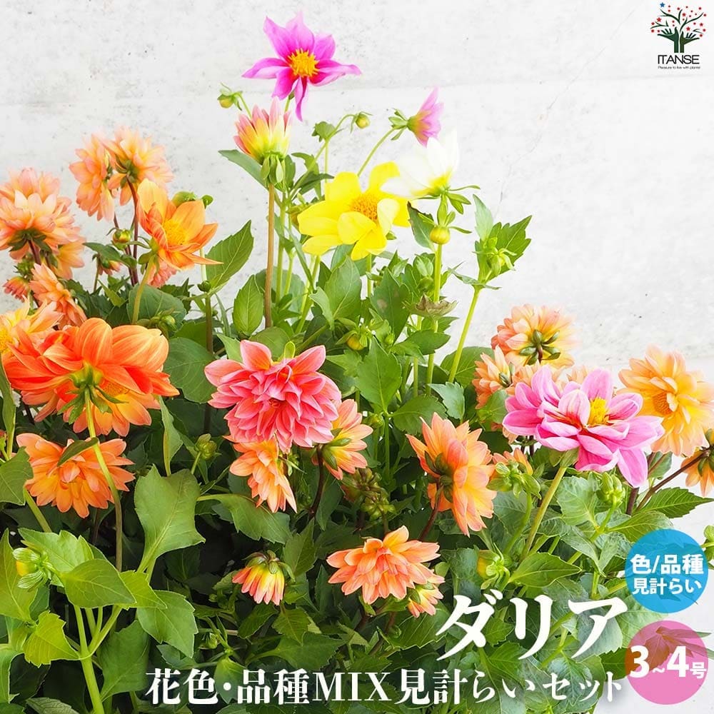ミニ 高性ダリア 花色・品種ミックス見計いセット2個～【花苗 3号～4号】