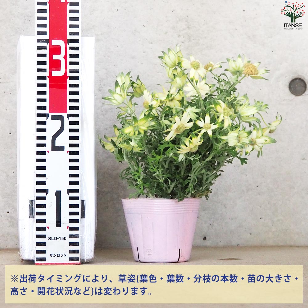 フランネルフラワー ハニーマスカット【花苗 3.5号ポット】｜ 【植物の 