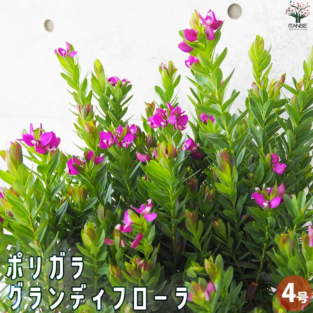 ポリガラ ミルティフォリア グランディフローラ【花苗 4号鉢】