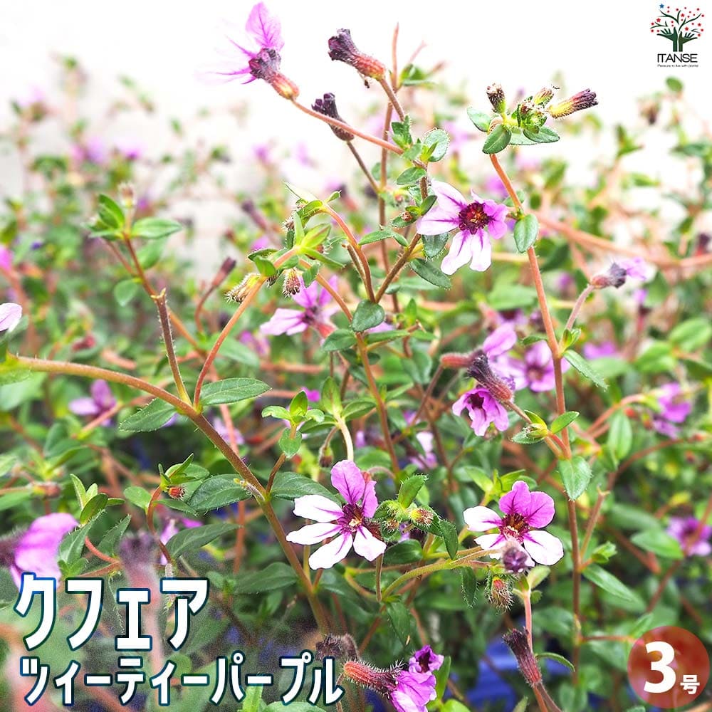 クフェア ツイーティーパープル【花苗 3号ポット】