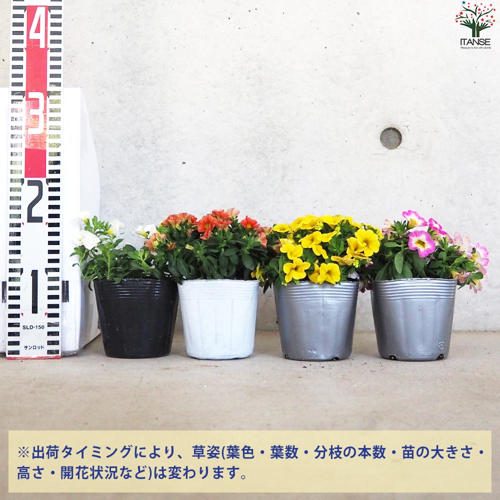 暑さに強いカリブラコア 花色・品種ミックス見計らいセット2個～【花苗