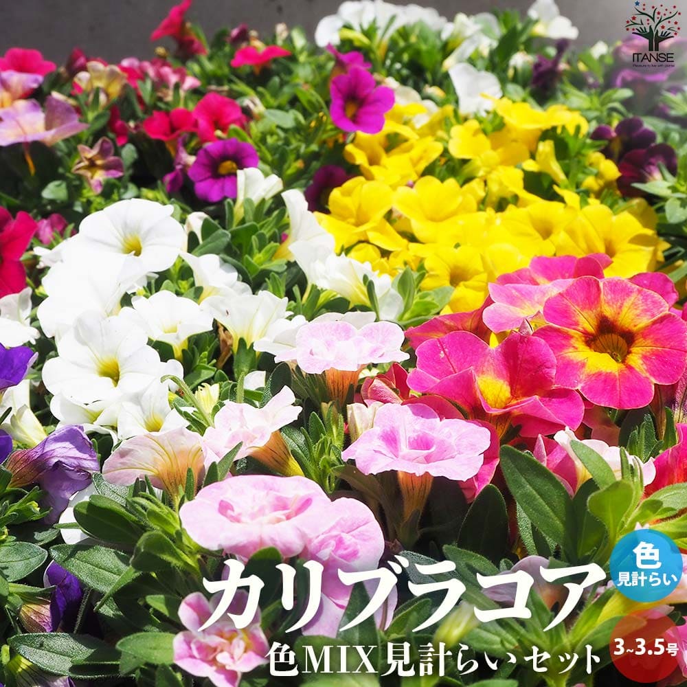 暑さに強いカリブラコア 花色・品種ミックス見計らいセット2個～【花苗 3号～3.5号ポット】