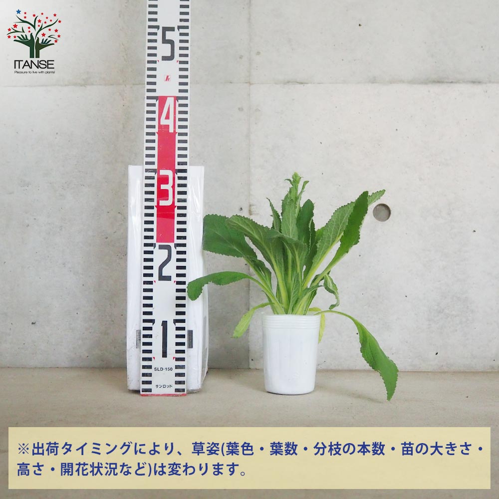 ジギタリス ニーハイクリーム【花苗 3号ポット】｜ 【植物の