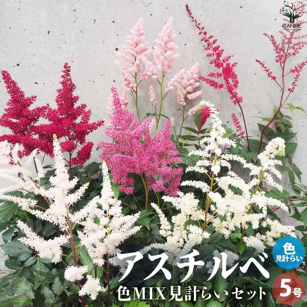 アスチルベ 花色見計い2個～【花苗 5号鉢】