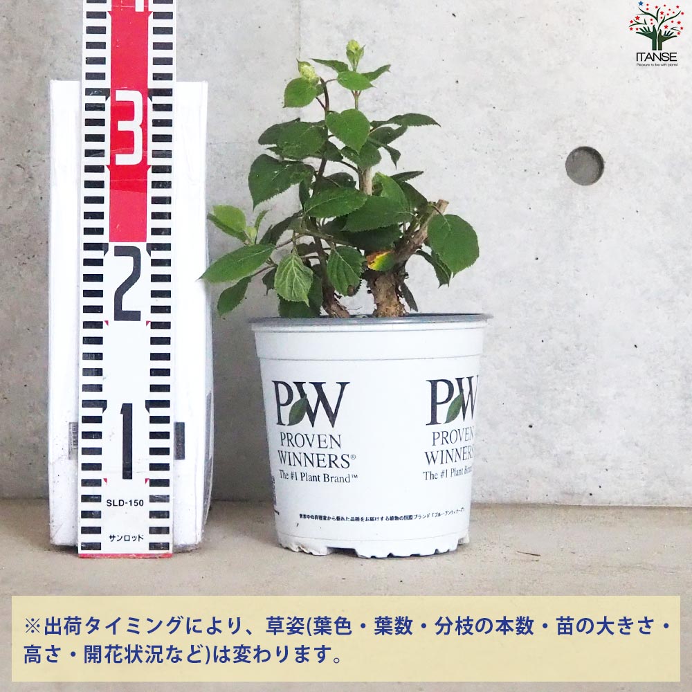 アジサイ ピンクのアナベル・ジャンボ【花苗 5号ポット】｜ 【植物の