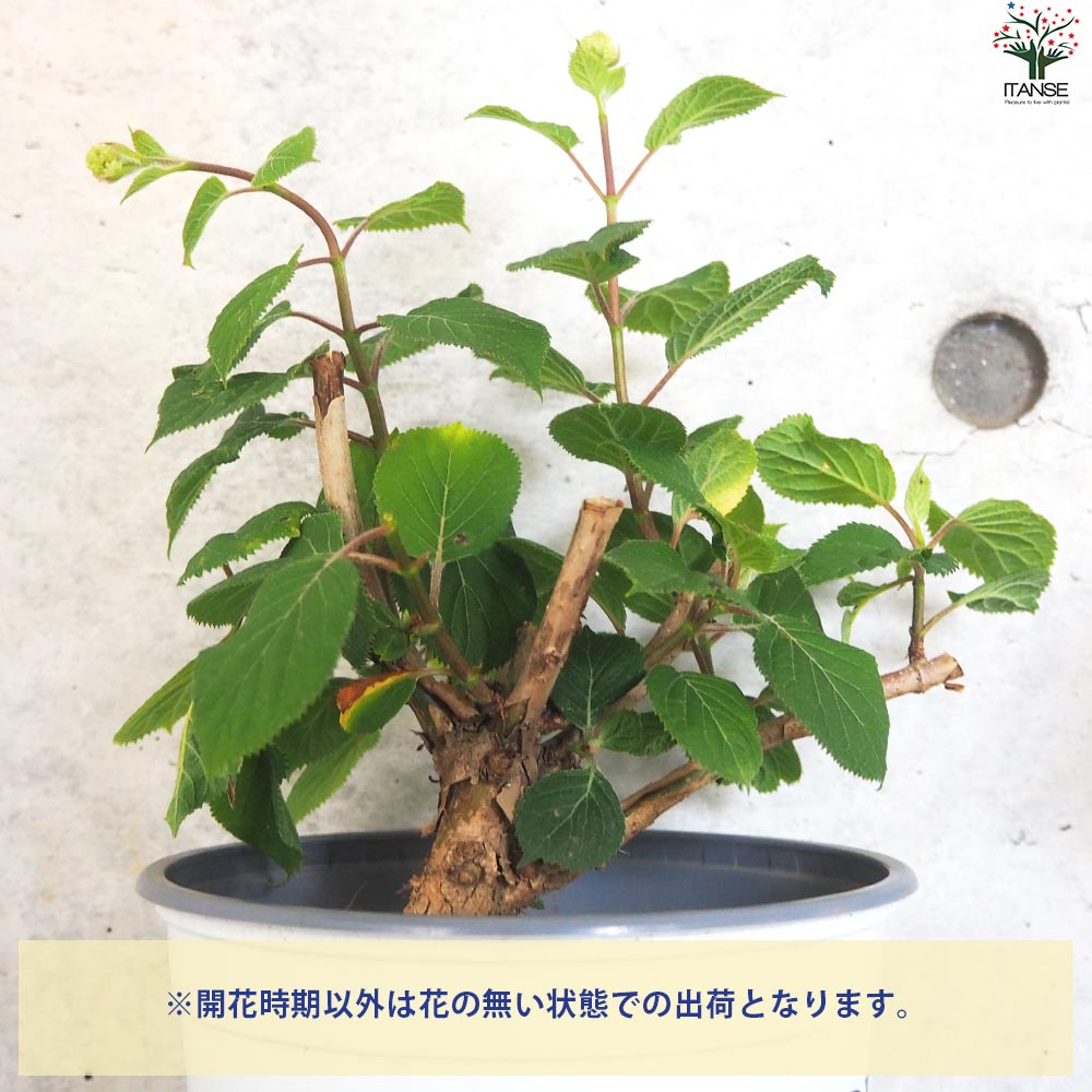 アジサイ ピンクのアナベル・ジャンボ【花苗 5号ポット】｜ 【植物の