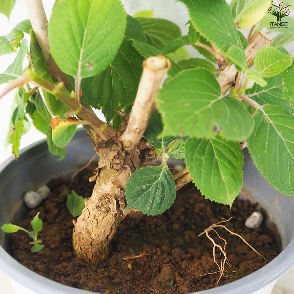 アジサイ ピンクのアナベル・ジャンボ【花苗 5号ポット】｜ 【植物の