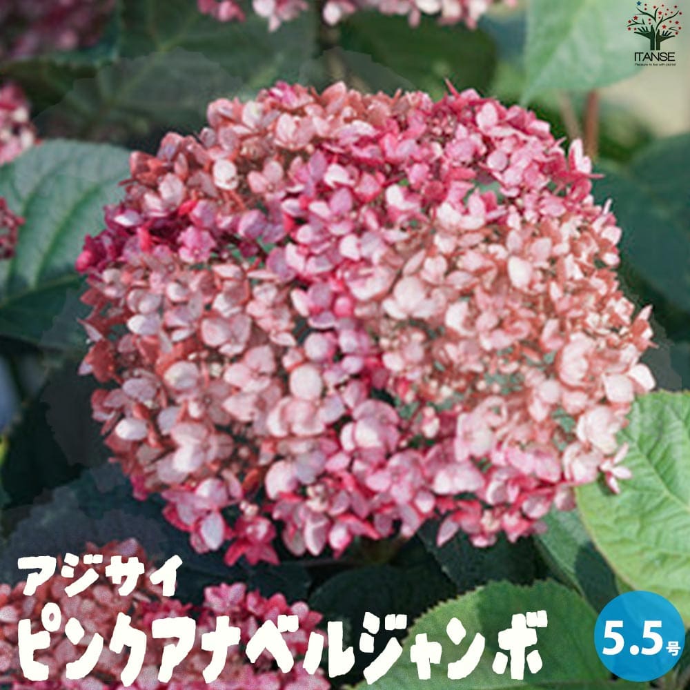 アナベルです アジサイ ピンクのアナベル・ジャンボ【花苗 5号ポット