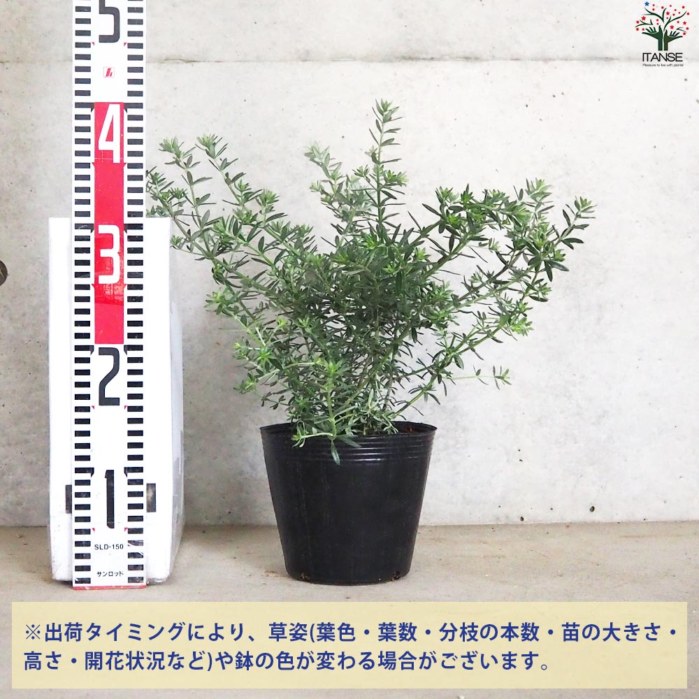 ウエストリンギア 白花【花苗 5号ポット】｜ 【植物のITANSE