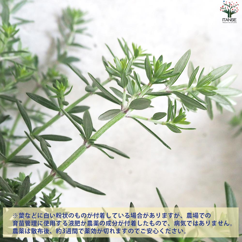 ウエストリンギア 白花【花苗 5号ポット】｜ 【植物のITANSE