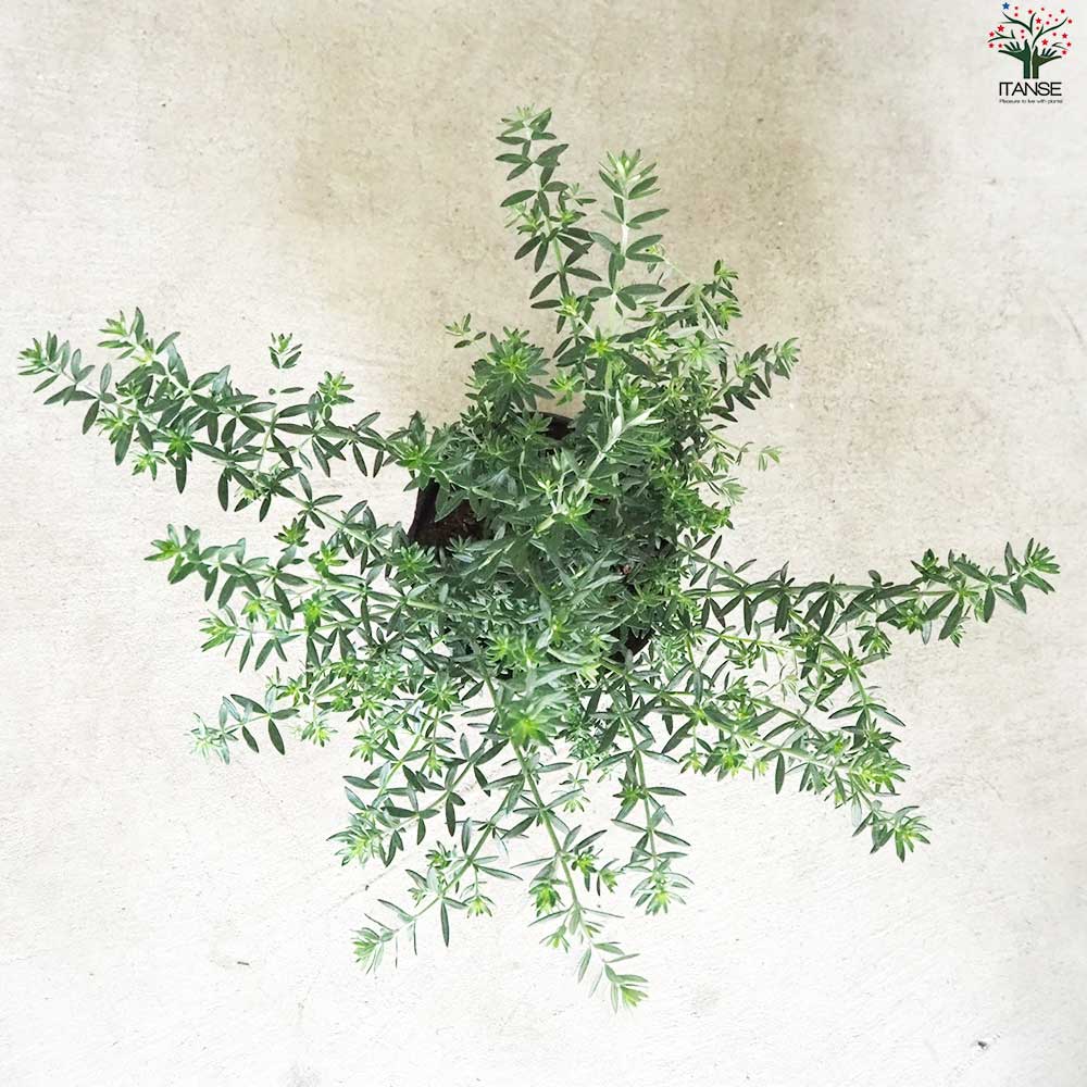 ウエストリンギア 白花【花苗 5号ポット】｜ 【植物のITANSE