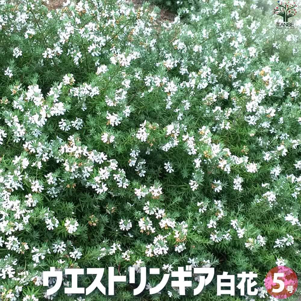 ウエストリンギア 白花【花苗 5号ポット】