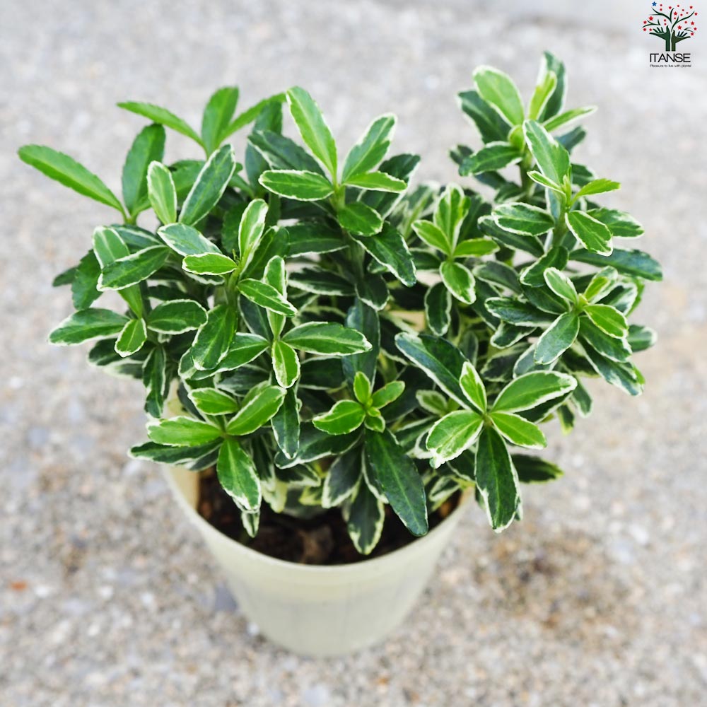姫マサキ 白斑入り【花苗 2.5号ポット】｜ 【植物のITANSE】全品