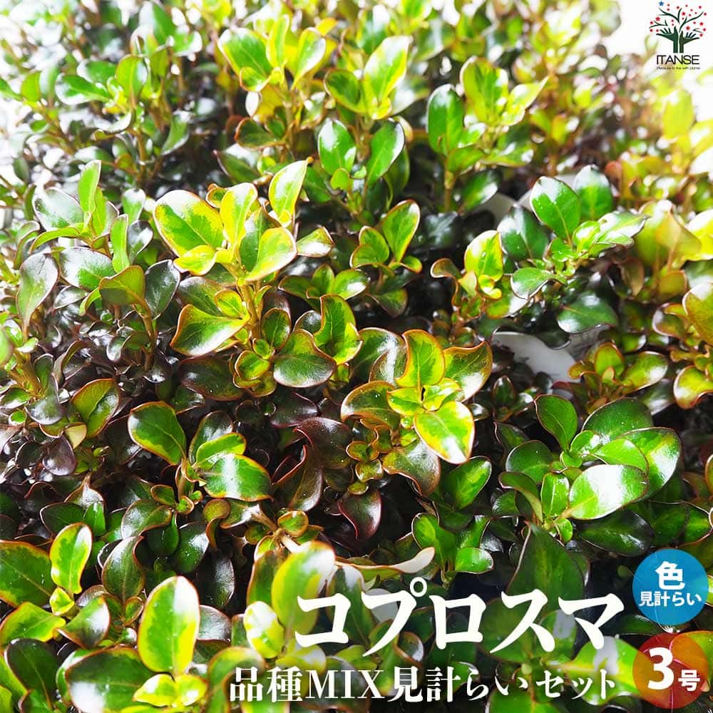 コプロスマ 品種見計らい2個～【花苗 3号ポット】