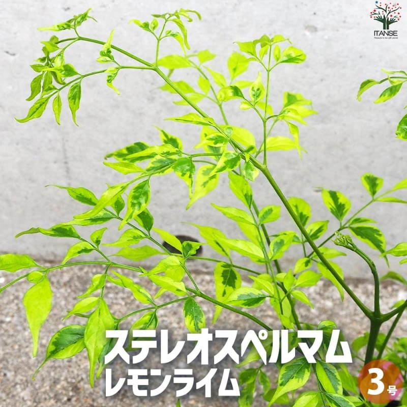 アボカドの苗 品種：Booth7(ボスセブン) 【果樹の苗木 8号ポット大苗