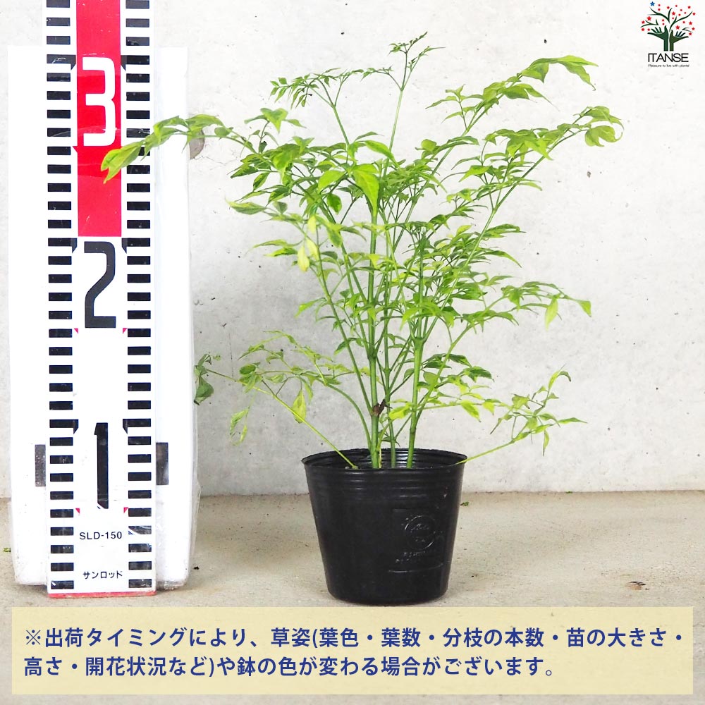 ステレオスペルマム レモンライム【花苗 3号ポット】｜ 【植物の