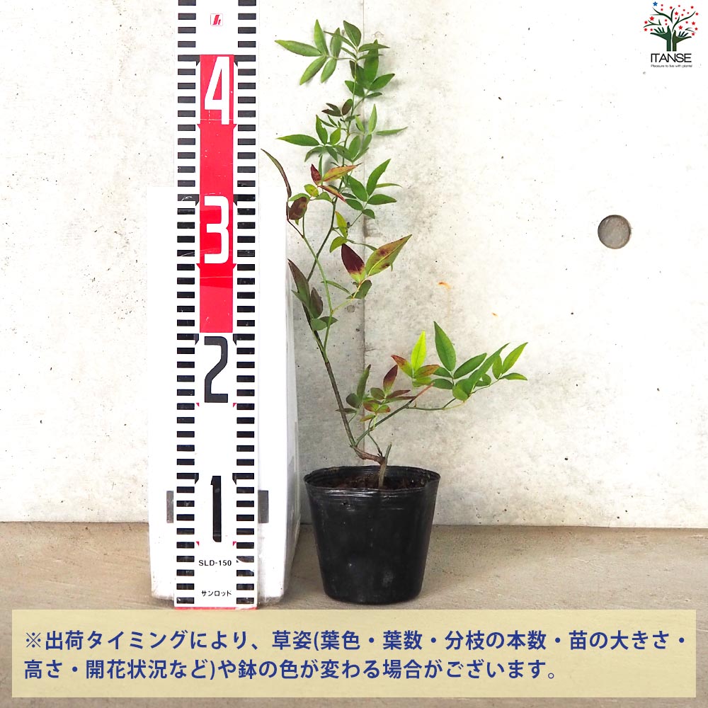 モッコウバラ 白花 八重咲き【花苗 3.5号ポット】｜ 【植物の