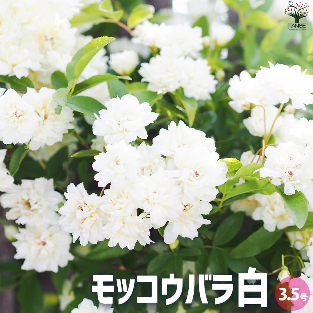 モッコウバラ 白花 八重咲き【花苗 3.5号ポット】