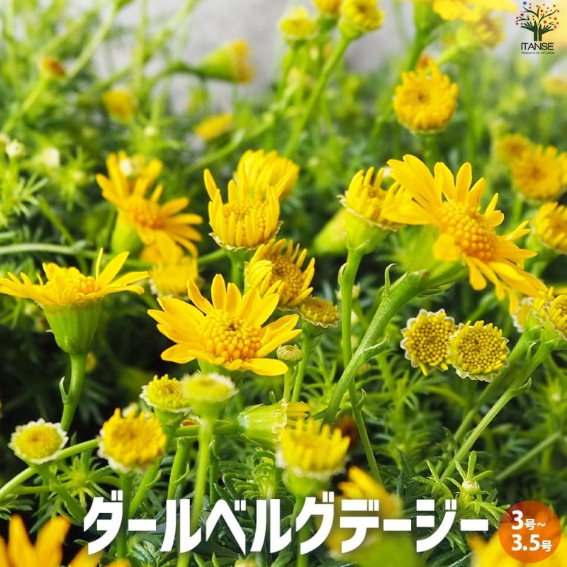 ホヤ (桜ラン) カルノーサ コンパクタ【観葉植物 3.5号ポット