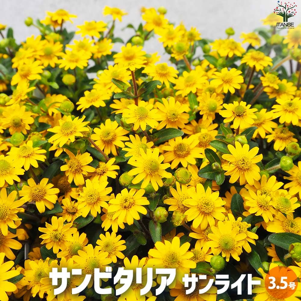 サンビタリア サンライト2個～【花苗 3.5号ポット苗】