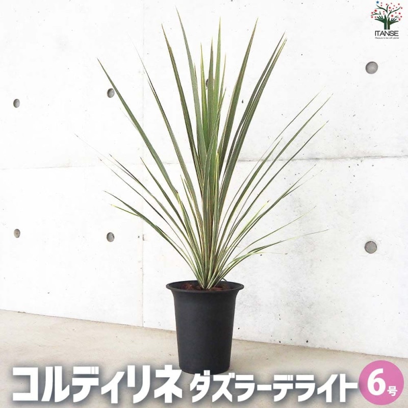 バラ接木大苗　一期一会 四季咲きフロリバンダ 正規品 薔薇の苗 ブライダルピンク (四季咲きフロリバンダローズ)【花苗新苗4