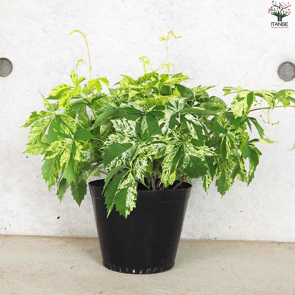 アメリカヅタ バリエガータ(斑入り葉)【花苗 5号ポット