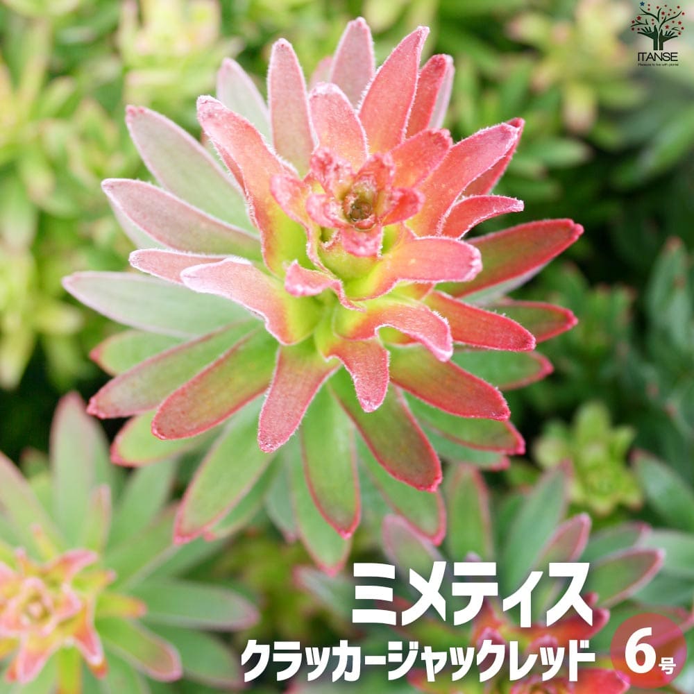 ミメティス クラッカージャックレッド【花苗 6号鉢】