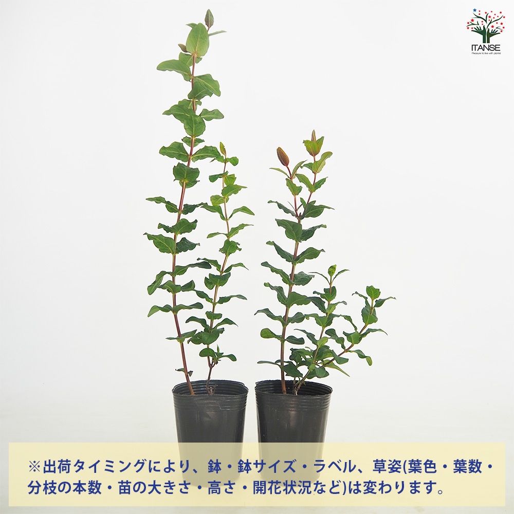 ヒペリカム マジカルユニバース【花苗 3.5号ポット】｜ 【植物の