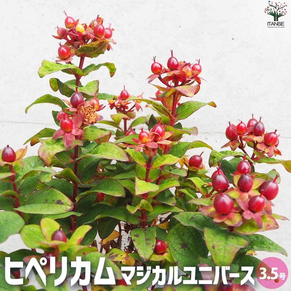 ヒペリカム マジカルユニバース【花苗 3.5号ポット】｜ 【植物の
