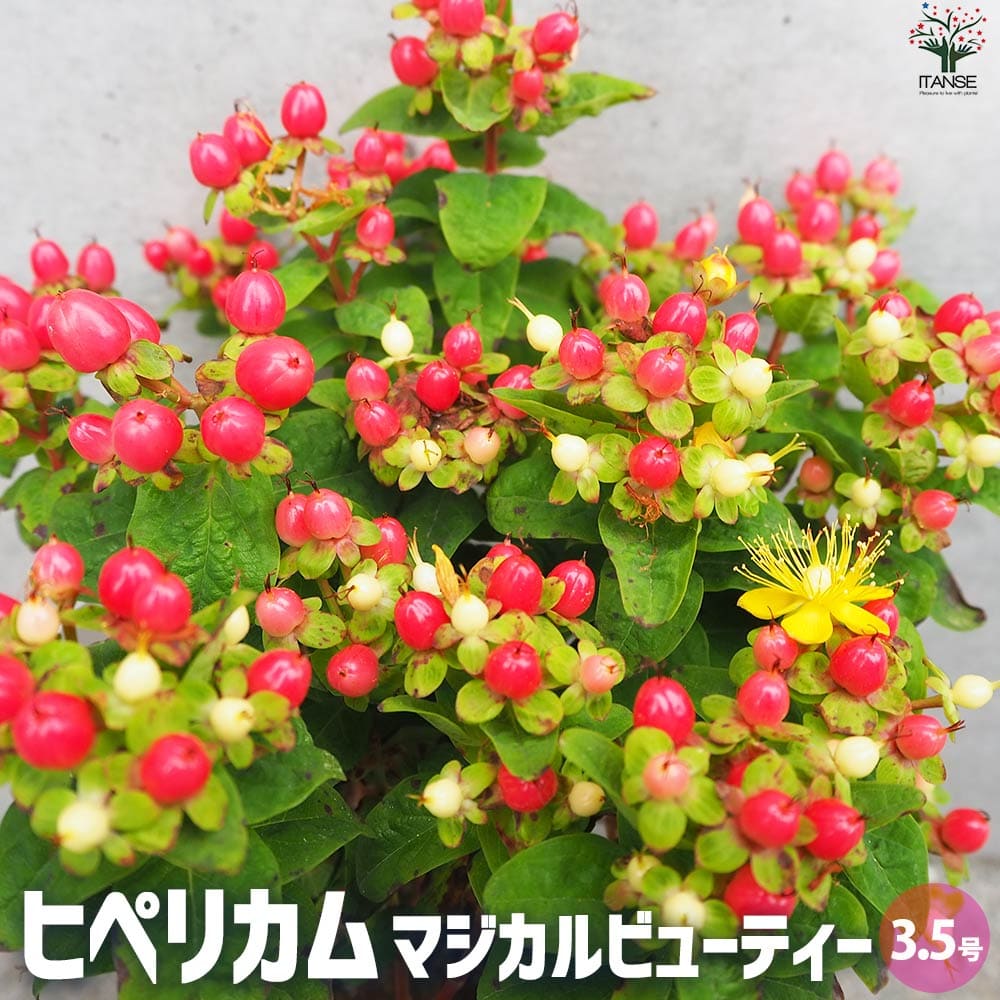 ヒペリカム マジカルビューティー【花苗 3.5号ポット】｜ 【植物の