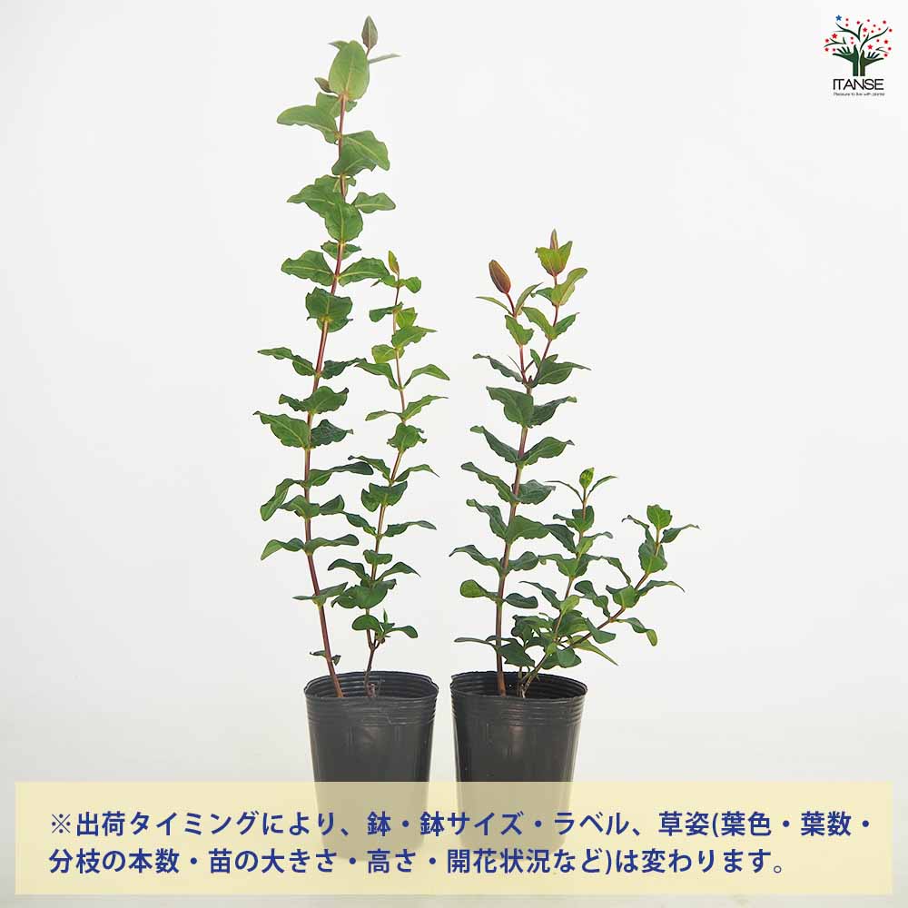 ヒペリカム マジカルサンシャイン【花苗 3.5号ポット】｜ 【植物の