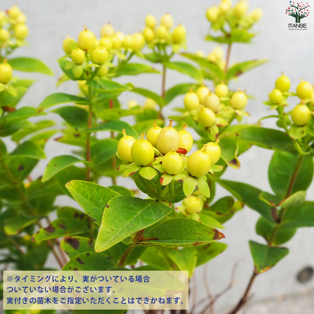 ヒペリカム マジカルサンシャイン【花苗 3.5号ポット】｜ 【植物の