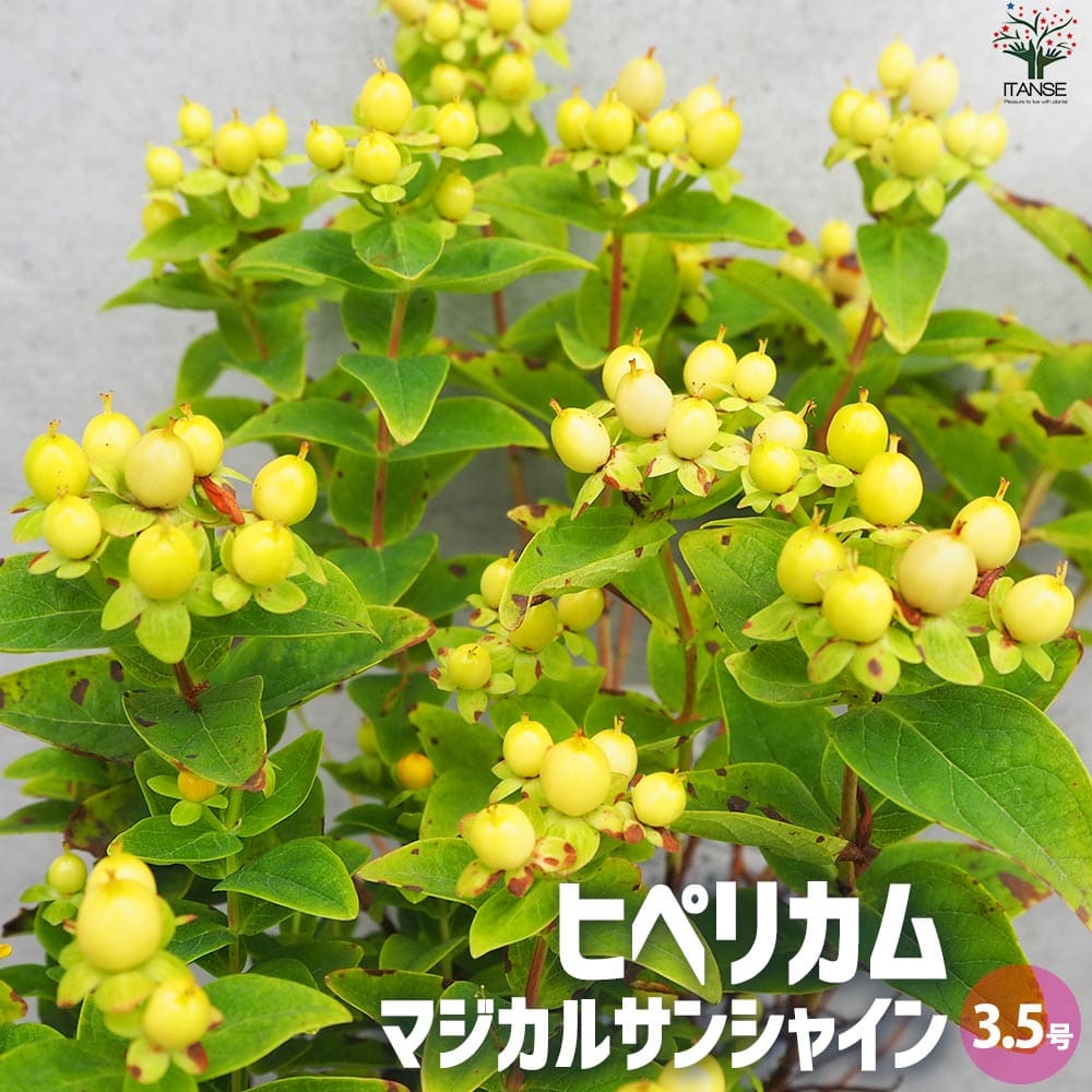 ヒペリカム マジカルサンシャイン【花苗 3.5号ポット】