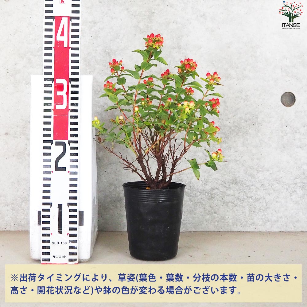 ヒペリカム マジカルレッドスター【花苗 3.5号ポット】｜ 【植物の