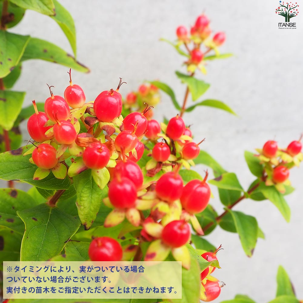 ヒペリカム マジカルレッドスター【花苗 3.5号ポット】｜ 【植物の