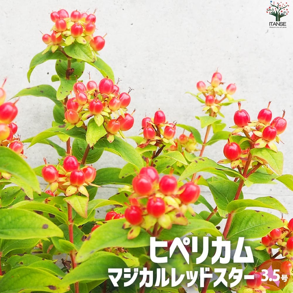 ヒペリカム マジカルレッドスター【花苗 3.5号ポット】｜ 【植物の