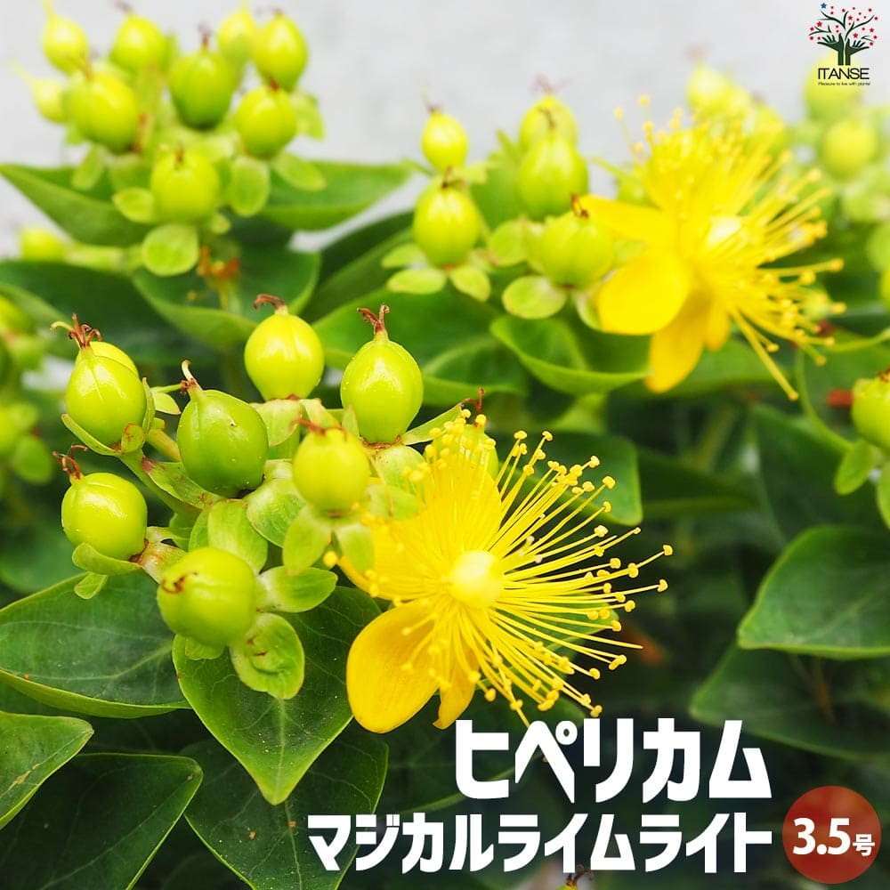 ヒペリカム マジカルライムライト【花苗 3.5号ポット】｜ 【植物の