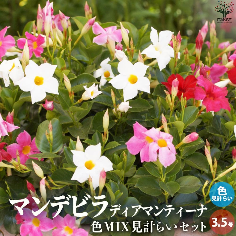 マンデビラ ディアマンティーナ 色MIX見計らい2個～【花苗 3.5号ポット】