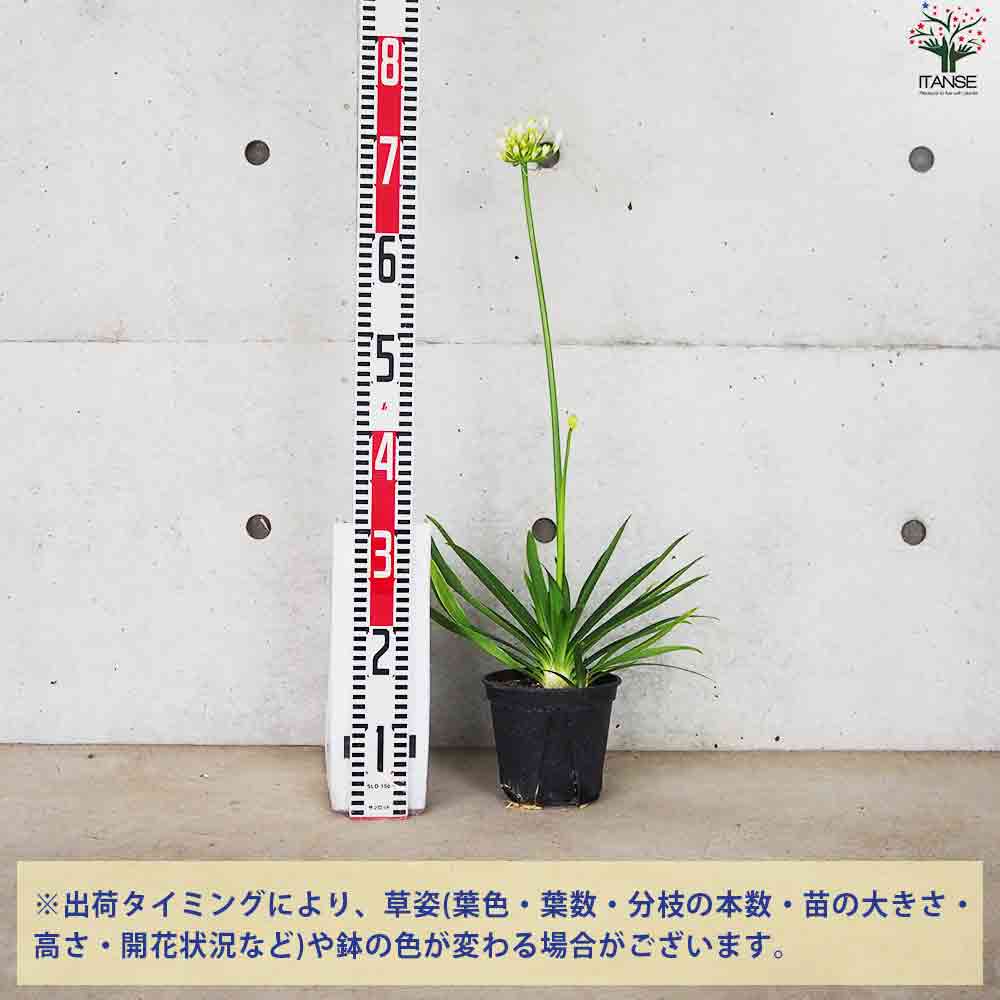 ③*:ஐラベンダーブルーと白の２色咲き*:ஐアガパンサス・苗【エニグマ】４号 ④*:ஐラベンダーブルーと白の2色咲き*:ஐアガパンサス・苗
