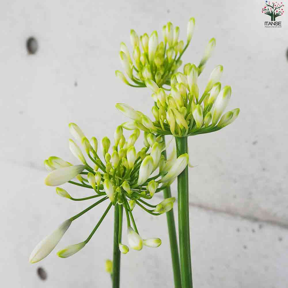 アガパンサス エニグマ【花苗 5号鉢】｜ 【植物のITANSE