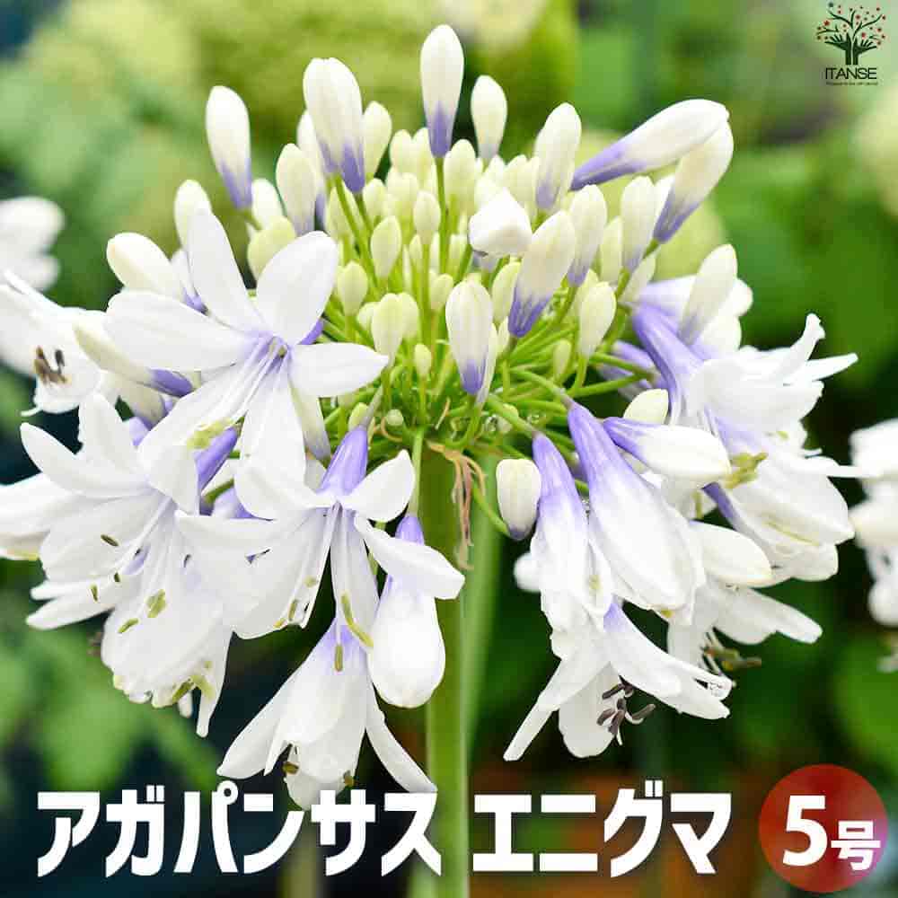 アガパンサス エニグマ【花苗 5号鉢】｜ 【植物のITANSE】全品