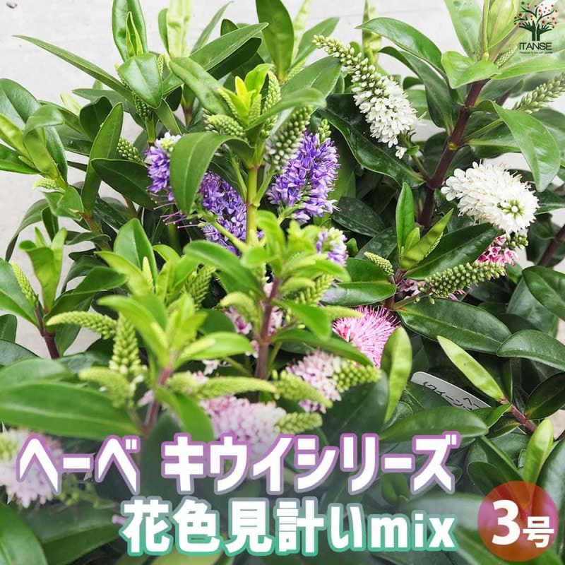 フィンガーライム コレット 【果樹の苗木 4.5号ポット／1個売り