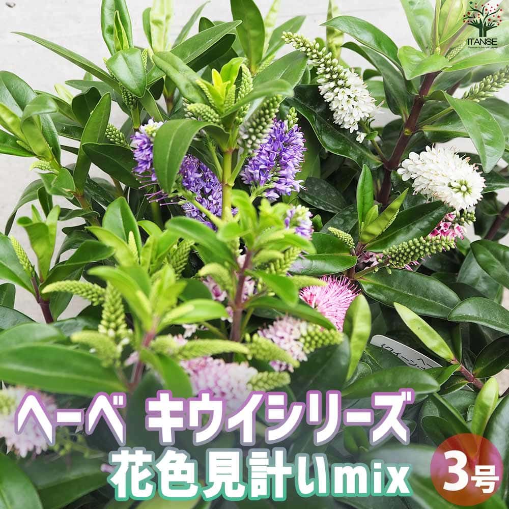 へーべ キウイシリーズ カラフル花色ミックス見計い2個～【花苗 3号】