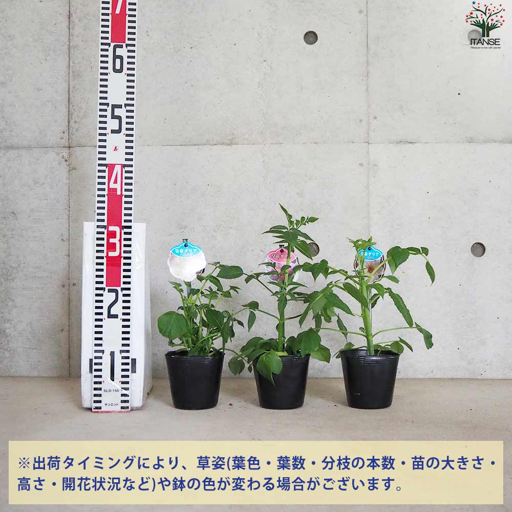皇帝ダリア カラフル花色ミックス見計い2個～【花苗 3.5号ポット苗