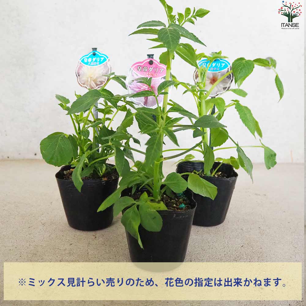皇帝ダリア カラフル花色ミックス見計い2個～【花苗 3.5号ポット苗