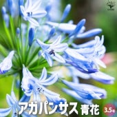 アガパンサス 青花【花苗 3.5号ポット】|花苗