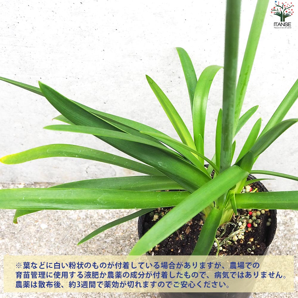 アガパンサス 青花【花苗 3.5号ポット】｜ 【植物のITANSE】全品