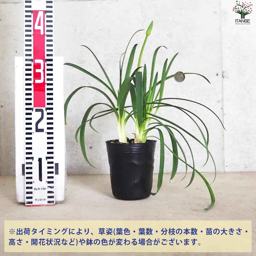 アガパンサス 白花【花苗 3.5号ポット】｜ 【植物のITANSE】全品