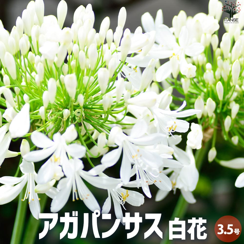 アガパンサス 白花【花苗 3.5号ポット】｜ 【植物のITANSE】全品