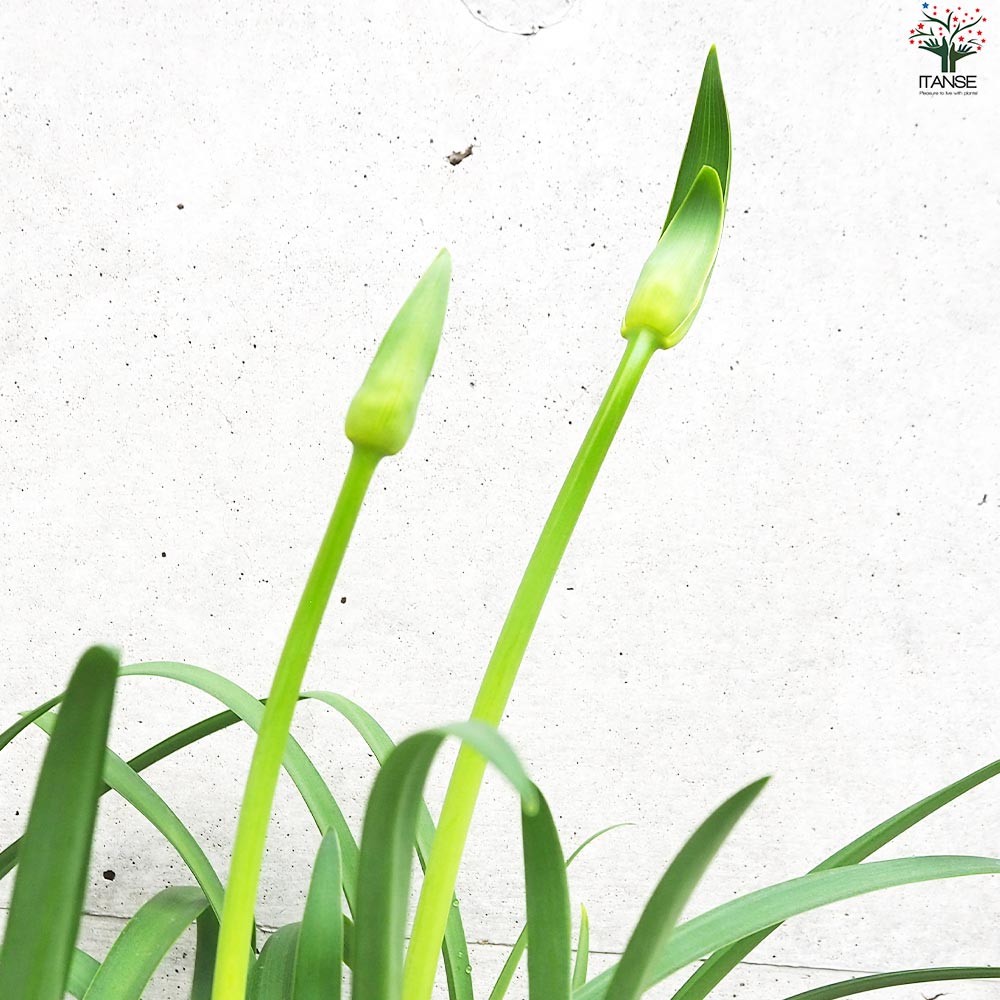 アガパンサス 白花【花苗 3.5号ポット】｜ 【植物のITANSE】全品